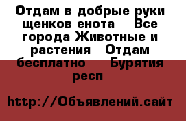 Отдам в добрые руки щенков енота. - Все города Животные и растения » Отдам бесплатно   . Бурятия респ.